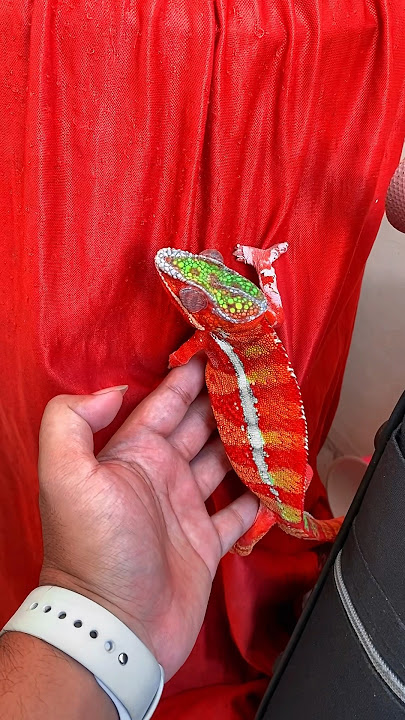 Wow, it finally turned red #viral #reptiles #reptile #chameleon #reptile #chameleon