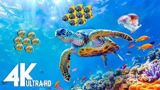 [NEW] 4HRS Stunning 4K Underwater Wonders - Relaxing Music | Coral Reefs, Fish \& Colorful Sea Life