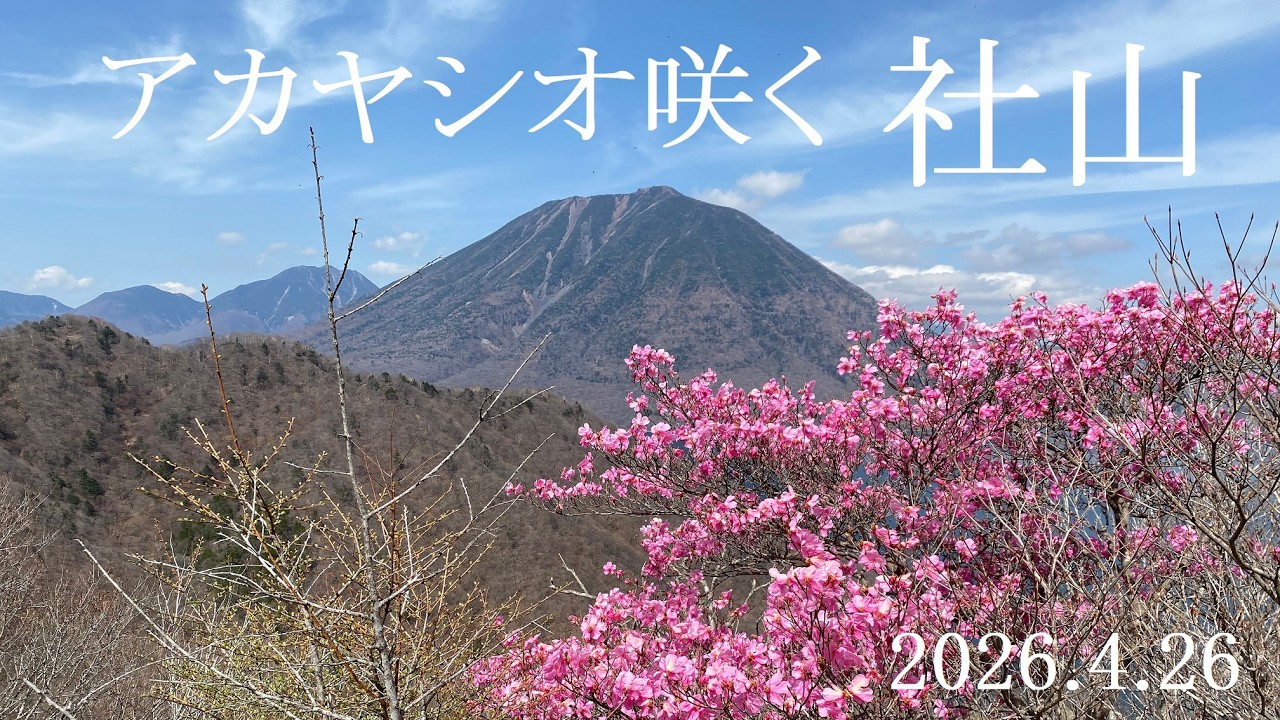 アカヤシオ咲く社山（2026.4.26） - YouTube
