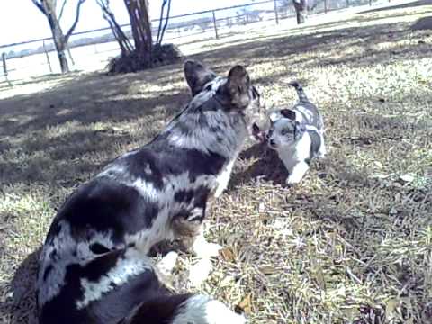 corgi blue merle puppy