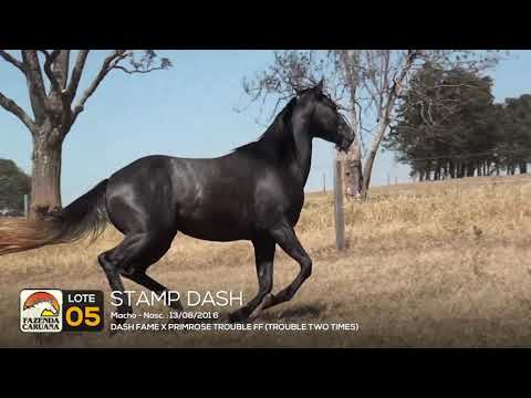 LOTE 05 - STAMP DASH