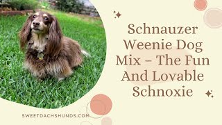 Schnauzer Weenie Dog Mix – The Fun And Lovable Schnoxie