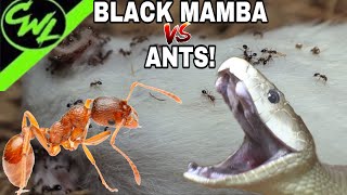 BLACK MAMBA VS ANTS!!!