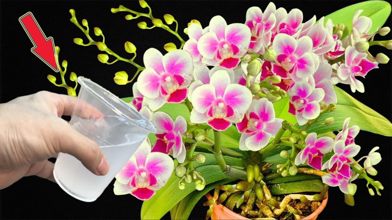 I Do This, The Old Orchid Takes Root And Magically Blooms! - YouTube