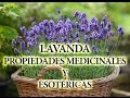 Lavanda - 7 Plantas que Toda Bruja debe tener en su Jardín Mágico