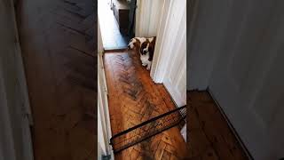 Silly Basset Hound Dog excited, but scared of the gate  #bassethounddog