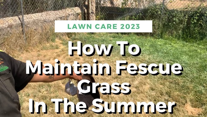 How to Care for Lawn in Hot Summer: Expert Tips & Tricks