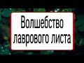 Волшебство Лаврового листа. | Тайна Жрицы Life |