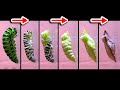 【TimeLapse】Japanese Papilio Larva | 【6日間を14分で再生】キアゲハの幼虫を観察してみた。