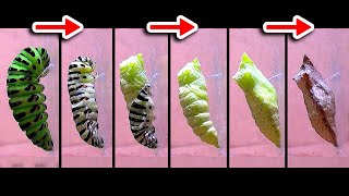 【TimeLapse】Japanese Papilio Larva | 【6日間を14分で再生】キアゲハの幼虫を観察してみた。