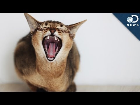 Video: Kodėl katės tokios žiaurios?