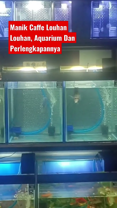 Ikan Hias Louhan Aquarium Dan Perlengkapannya / Chinghwa Kamfa Cencu Golden Base Srd Srm