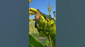 Baladweyn Somalia Africa Somalitiktok 2023 Baledweyne 