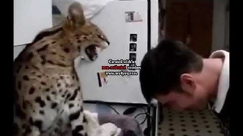 Funny Cats Part 3