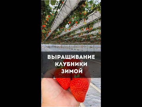 ВЫРАЩИВАНИЕ КЛУБНИКИ ЗИМОЙ