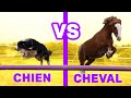 CHIEN VS CHEVAL : LE MEILLEUR AMI DE L'HOMME