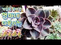 엄마네 다육이들 ~ 상추,  배추 저리가라 초록초록 ,  예뻐질꺼지? #다육이를부탁해