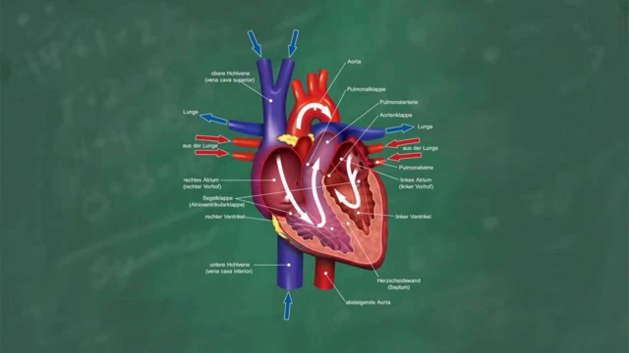 Latein herz aufbau Herz Anatomie