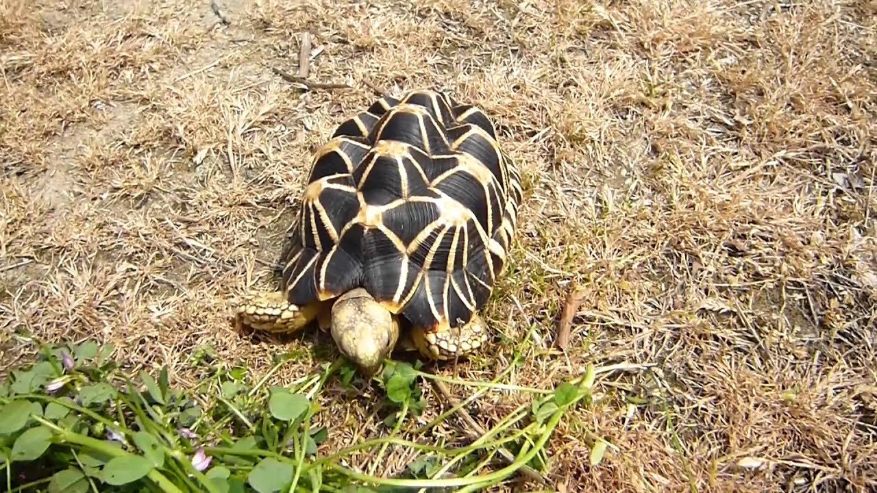 ビルマホシガメ ２ 06年4月5日生まれ 吉岡養魚場