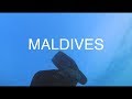 Diving in Kuda Bandos Maldives - sharks, turtles, moray eels