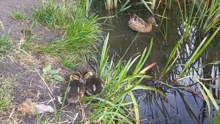 Ducklings and a duck on vacation