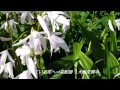 紫蘭(シラン)の花:我家の花壇に咲く2014!
