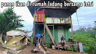 Download Lagu 2 hari berpetualang di rumah ladang bersama istri panen ikan MP3 Download Lagu 2 hari berpetualang di rumah ladang bersama istri panen ikan MP3