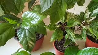 видео: Когда и как часто делаем прищипку на гибискусе (розе)We make a pinch on the hibiscus (Chinese rose). картинка: Когда и как часто делаем прищипку на гибискусе (розе)We make a pinch on the hibiscus (Chinese rose).