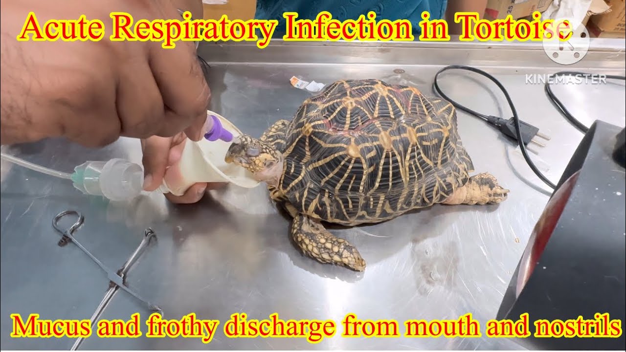 How to treat Tortoise / Turtle Pneumonia ||Respiratory Distress || Oxygen therapy 