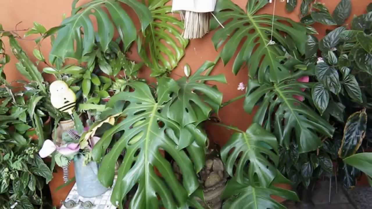 Monstera Deliciosa (costilla de Adán) cuidados 2014 - YouTube