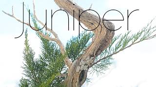 First Styling of Two Junipers - Arkefthos Bonsai