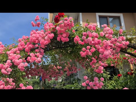 Video: Bordo güller - kraliyet çiçekleri