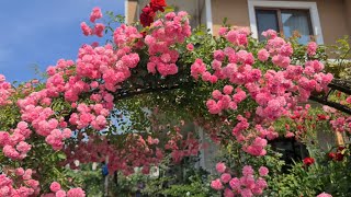 Pembe Sarmaşık Gül, Bordo Klematisler, Kaymak Ağacı Çiçekleri