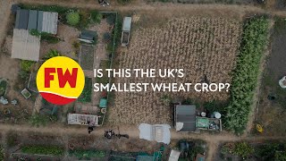 Is this the UK's smallest wheat crop?