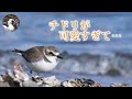 【野鳥観察】海辺探鳥!僕の推し鳥シロチドリ! Vlog6