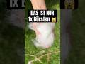 Darfst du deine Katze bürsten? Hast du Tipps?#grooming #cat