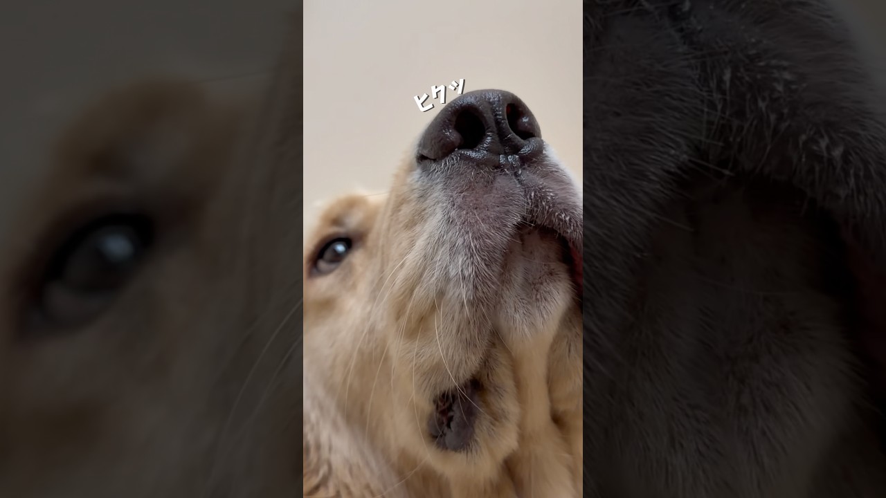 アピールが激しくて可愛いわんこです❤️🐾#ゴールデンレトリバー #犬と二人暮らし