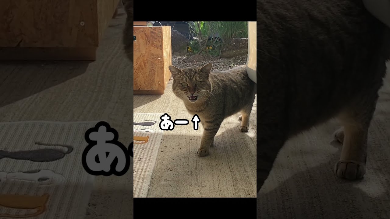 鳴き声があまりにも可愛すぎる元野良猫#元野良猫 #鳴き声