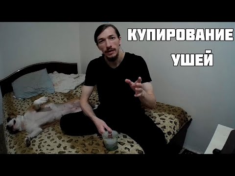 КУПИРОВАНИЕ УШЕЙ У АМСТАФФА КАК ЭТО БЫЛО