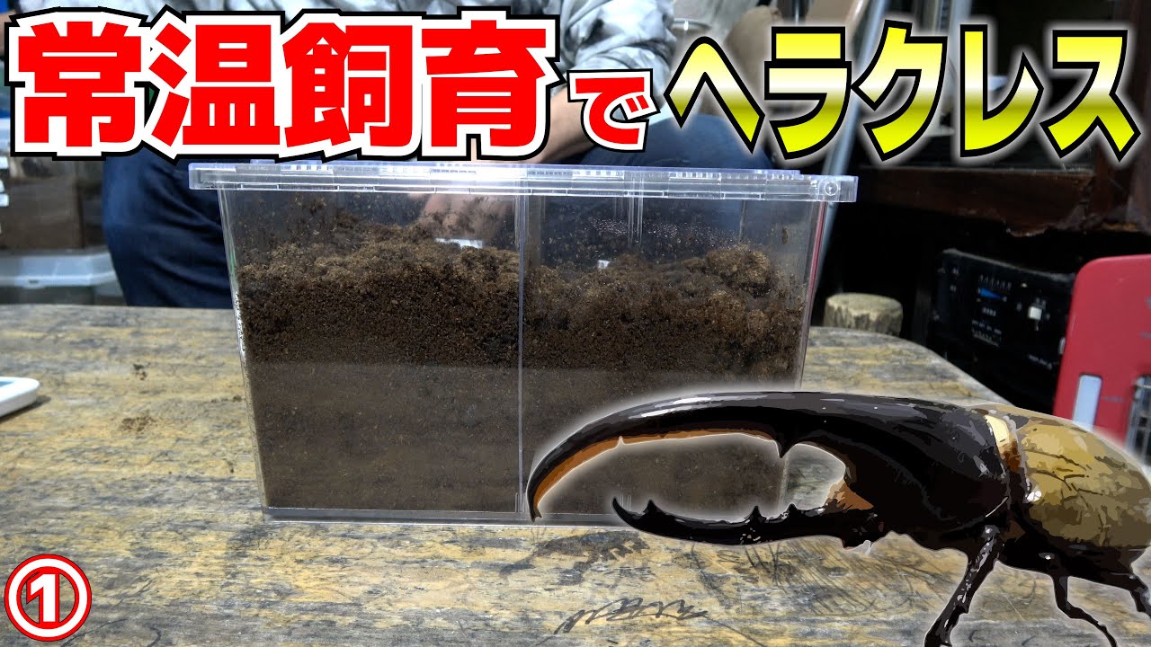 常温飼育のヘラクレスはどうなったか① - YouTube