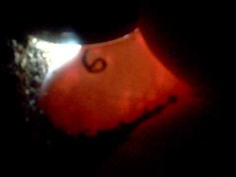 Candling Ball Python Eggs