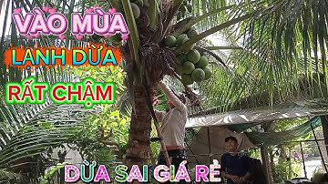 Nay vào mùa lạnh dừa bán rất chậm .mà dừa thì sai trái giá thì rất rẻ #quocduavlog 