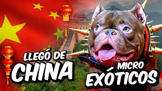!Micro Exòticos TRAIDOS DESDE CHINA! by La Ruta Bulls 8,749 views 5 months ago 29 minutes
