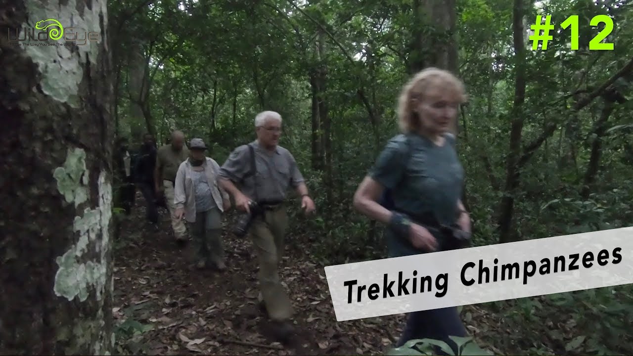 #12 - Trekking Chimpanzees