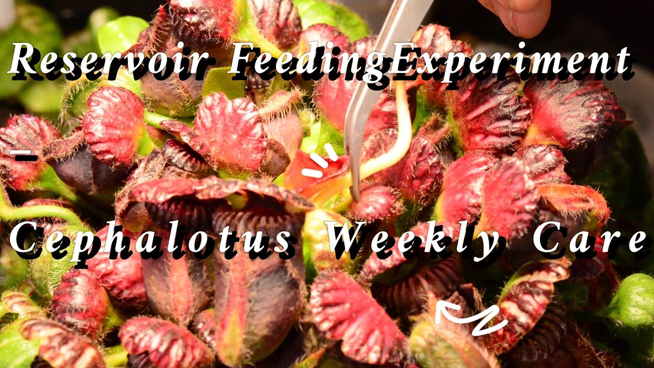 Reservoir Feeding Experiment – Cephalotus Weekly Care