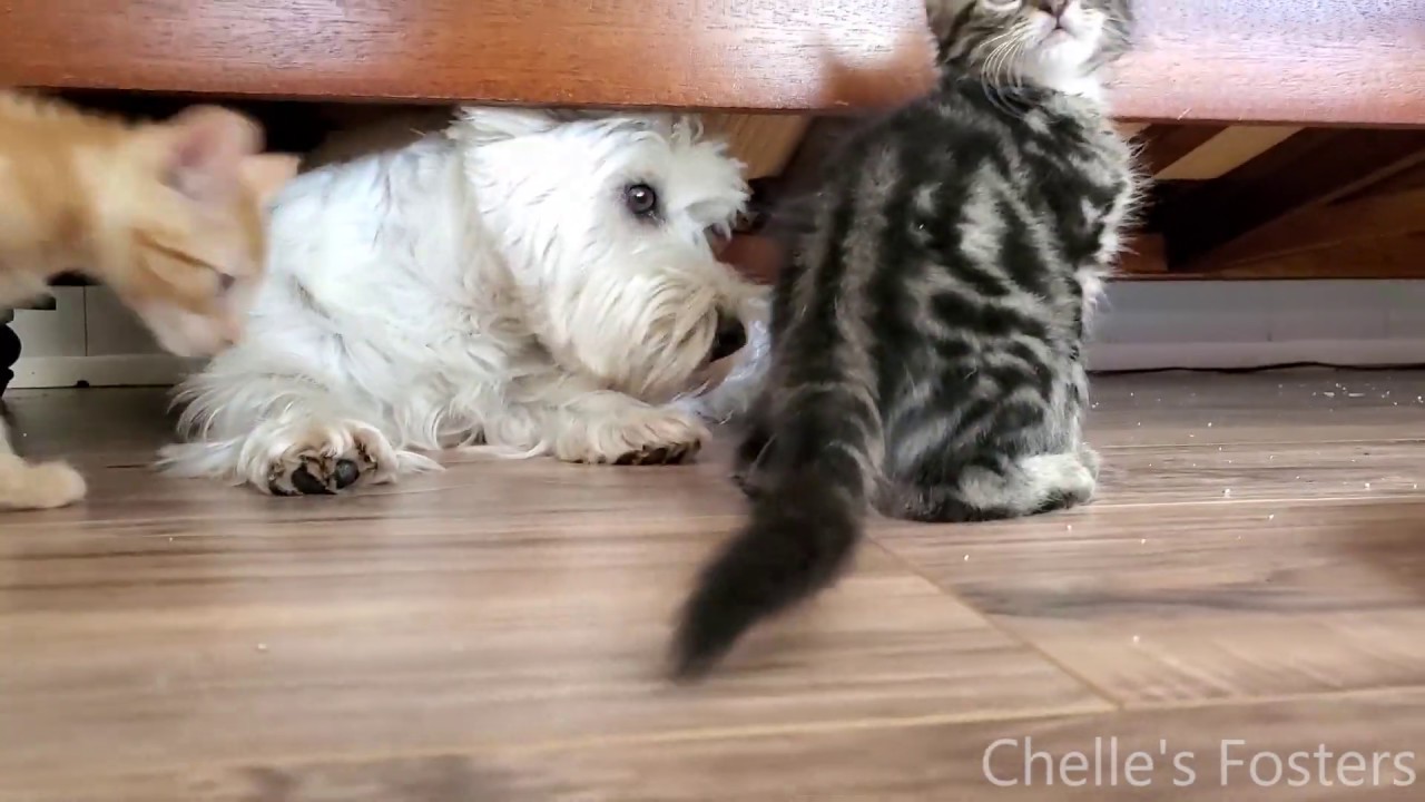 Teagan the westie playing with older foster kittens