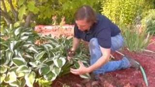 How to Care for Hostas: Gardening Tips : Cutting & Grooming Hostas- Part 2