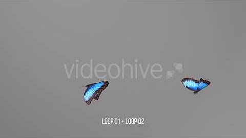 Blue Butterfly | Motion Graphics - Envato elements