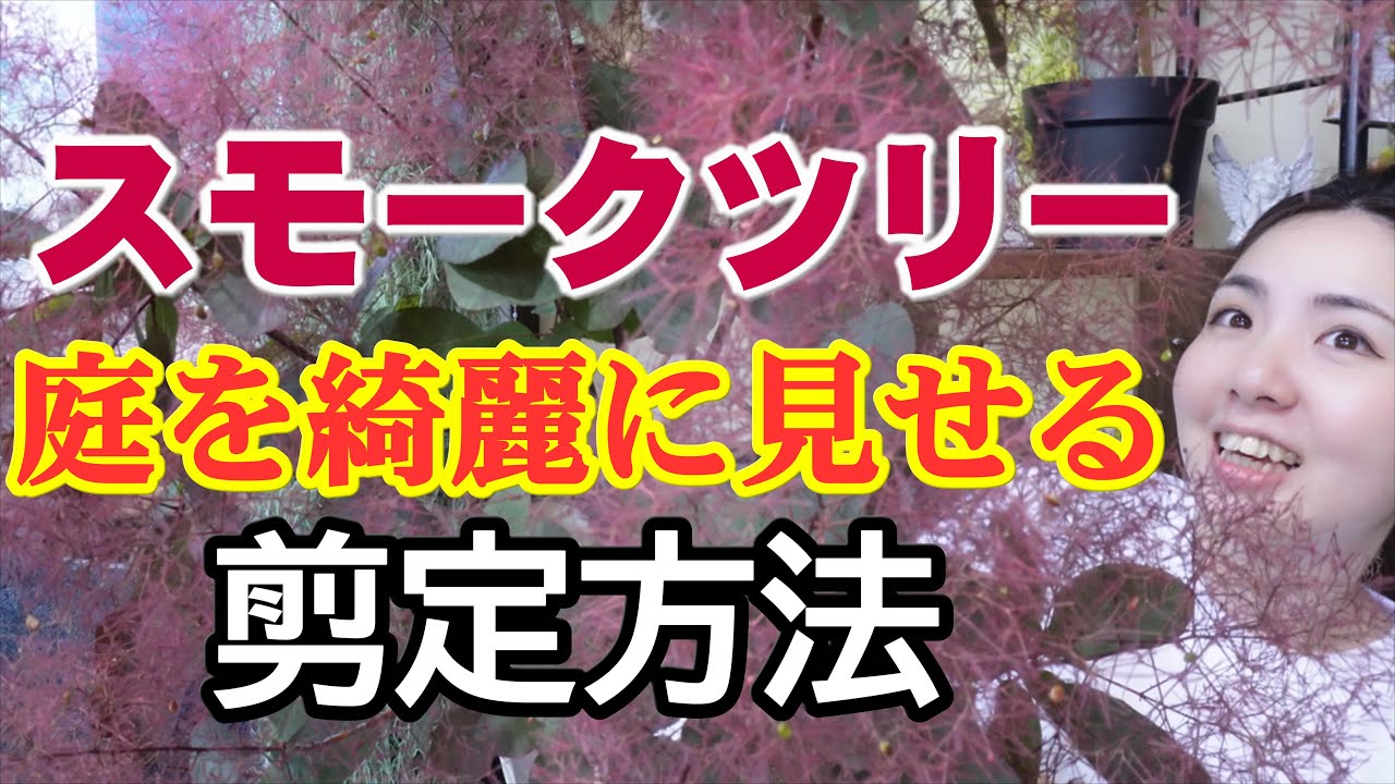 スモークツリーの剪定と植え替え時期｜開花園チャンネル - YouTube