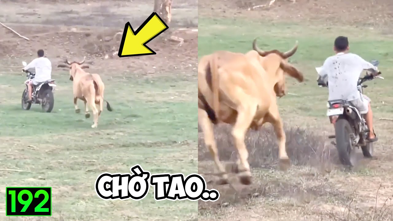 Tin Việt 2025 Mới Nhất | Những Thằng Ngu Nhất Hành Tinh Cười Vỡ Bụng ( P192) ✔